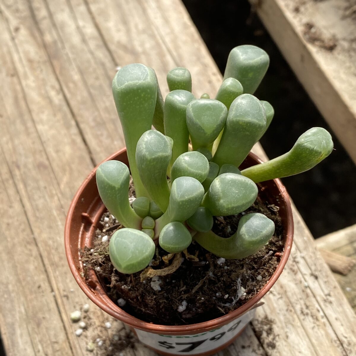 Traditionssorte klein Toes Succulent Blumensamen zur Aussaat hochwertige Qualitäts- Traditionssorte & ohne Gentechnik Samen Hausgarten