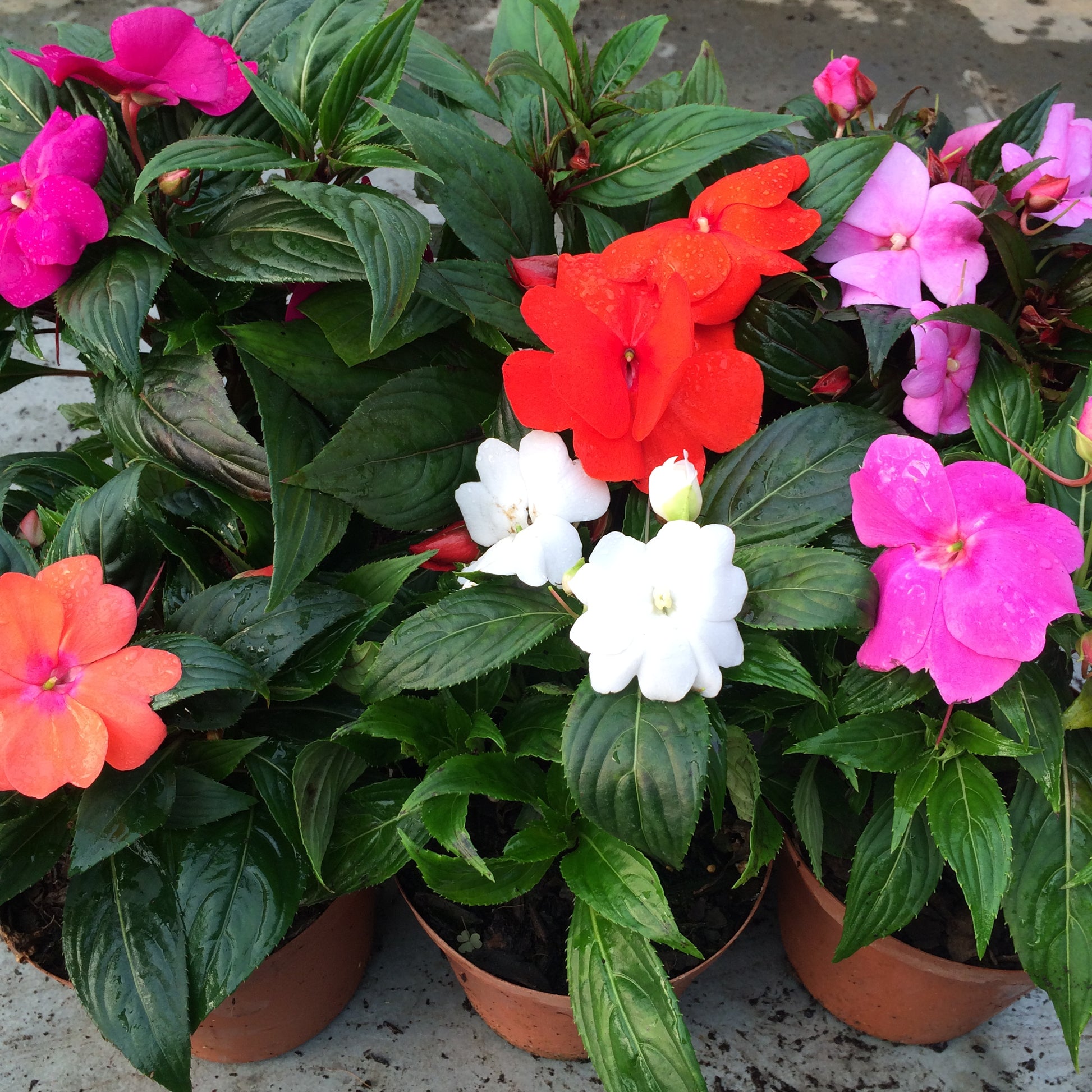 Guinea Blumensamen zur Aussaat Halbschatten verträglich Traditionssorte & ohne Gentechnik Samen Hausgarten