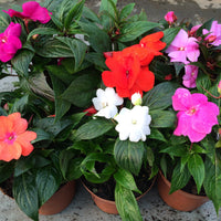 Guinea Blumensamen zur Aussaat Halbschatten verträglich Traditionssorte & ohne Gentechnik Samen Hausgarten