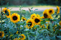 Braun Sonnenblume Blumensamen zur Aussaat – Halbschatten verträglich – Traditionssorte & ohne Gentechnik Samen Hausgarten