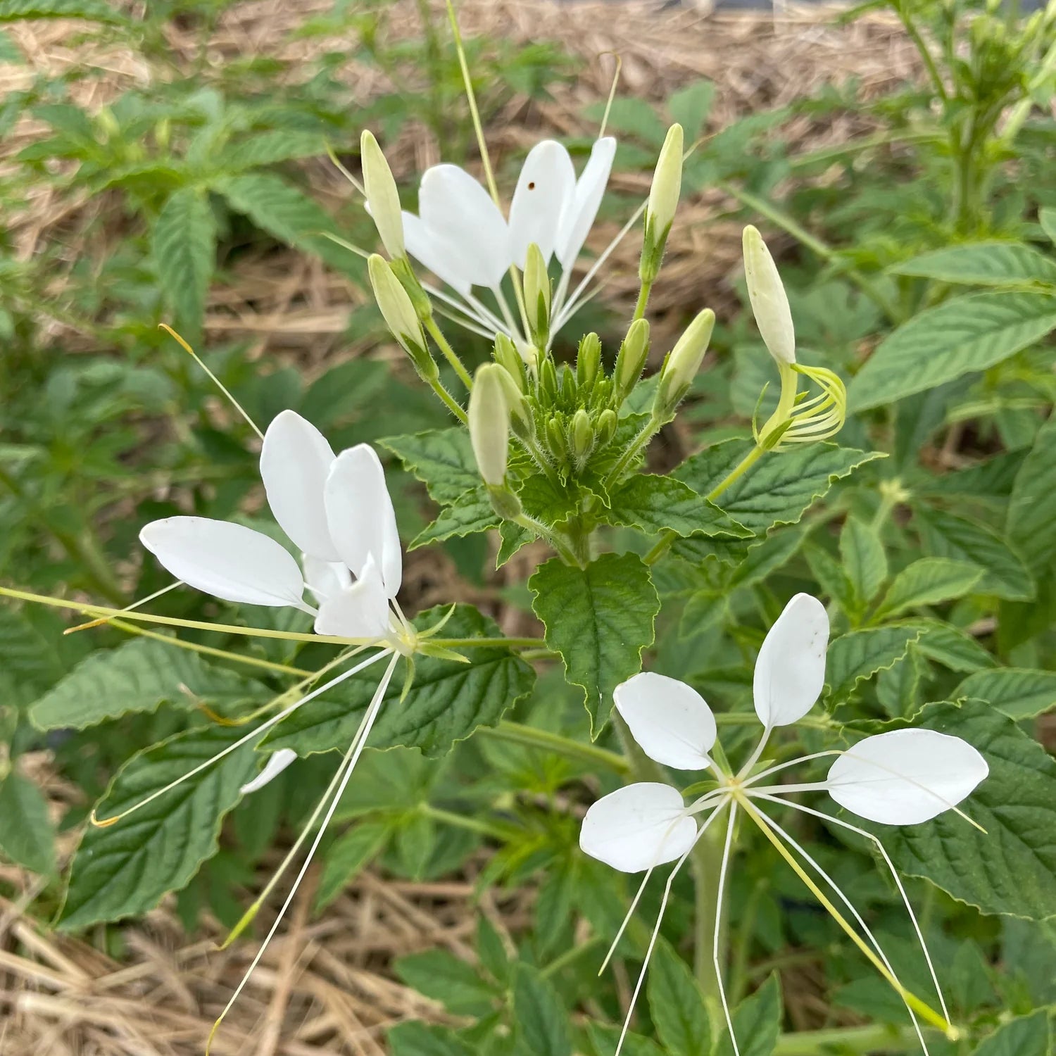 Weiß Cleome Blumensamen zur Aussaat – lang Blüte Saison – Traditionssorte & ohne Gentechnik Samen Hausgarten