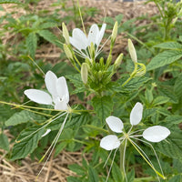 Weiß Cleome Blumensamen zur Aussaat – lang Blüte Saison – Traditionssorte & ohne Gentechnik Samen Hausgarten