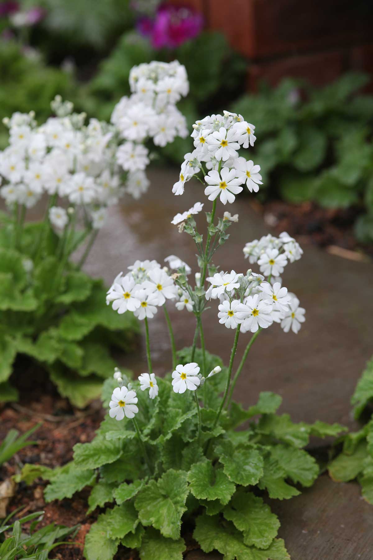 Weiß & Gelb Primel Malacoides Blumensamen zur Aussaat – saisonal Dauerblüher – Traditionssorte & ohne Gentechnik Samen Hausgarten