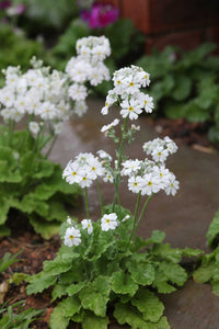 Weiß & Gelb Primel Malacoides Blumensamen zur Aussaat – saisonal Dauerblüher – Traditionssorte & ohne Gentechnik Samen Hausgarten