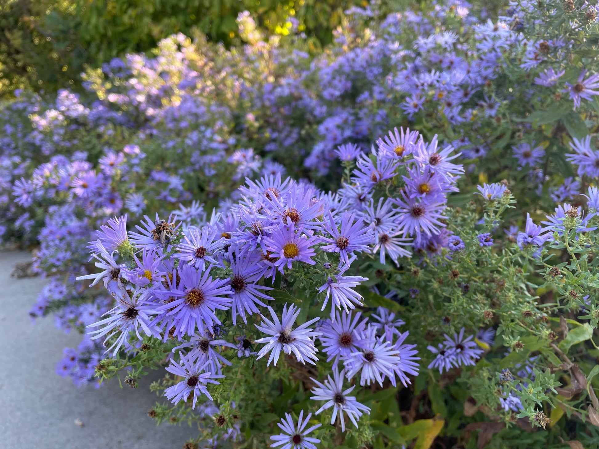 Aromatic Aster Blumensamen zur Aussaat farbenfroh Schau Traditionssorte & ohne Gentechnik Samen Hausgarten