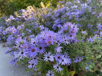 Aromatic Aster Blumensamen zur Aussaat farbenfroh Schau Traditionssorte & ohne Gentechnik Samen Hausgarten