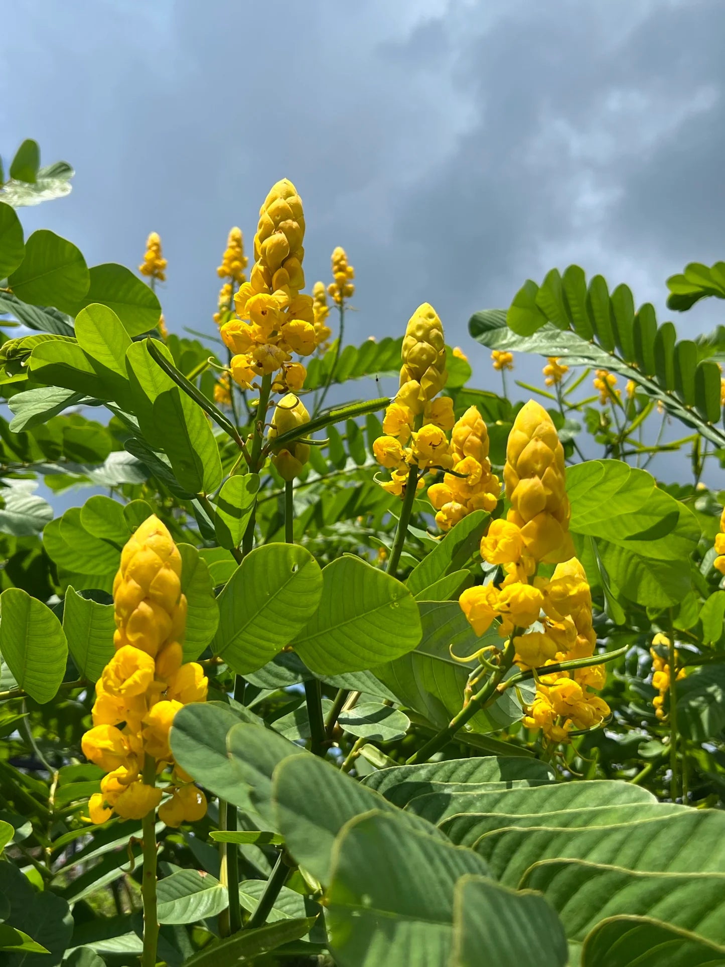 Gelb Candlestick Cassia Blumensamen zur Aussaat – robust Sorte – Traditionssorte & ohne Gentechnik Samen Hausgarten