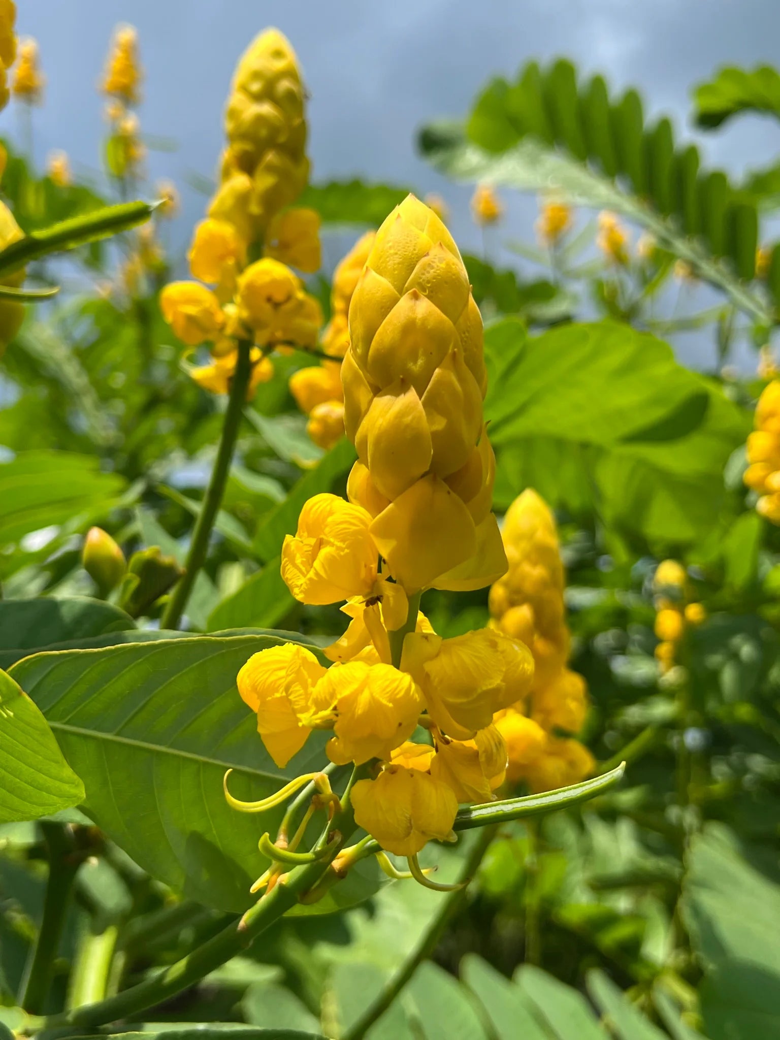 Gelb Cassia Alata Samen zur Aussaat – Medicinal Benefits