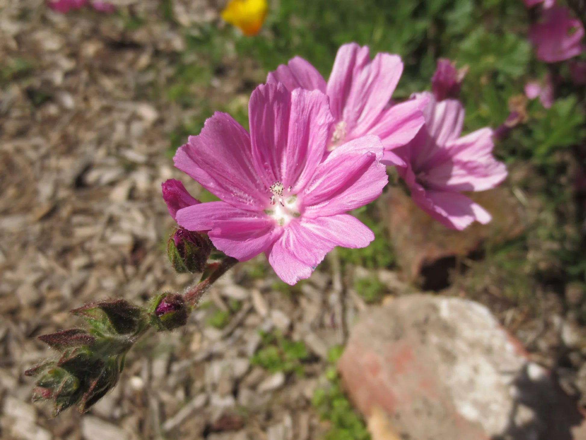 Rosa Checkerbloom Blumensamen zur Aussaat – Landhaus Garten wichtig – Traditionssorte & ohne Gentechnik Samen Hausgarten
