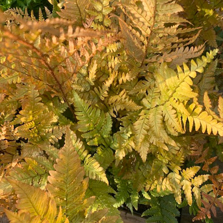 Gelb Fern Pteridophyta Samen zur Aussaat Traditionssorte & Non Gentechnik Samen pflegeleicht