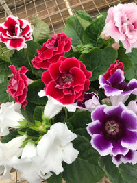 Mischung Gloxinie Blumensamen zur Aussaat kompakt Wuchs Traditionssorte & ohne Gentechnik Samen Hausgarten