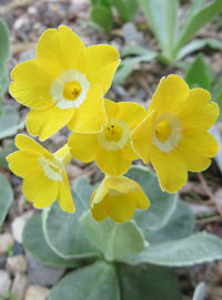 Gelb Primel Auricula Blumensamen zur Aussaat – Bestäuber freundlich – Traditionssorte & ohne Gentechnik Samen Hausgarten