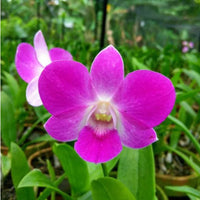 Rosa Dendrobium Blumensamen zur Aussaat hochwertige Qualitäts- Traditionssorte & ohne Gentechnik Samen Hausgarten