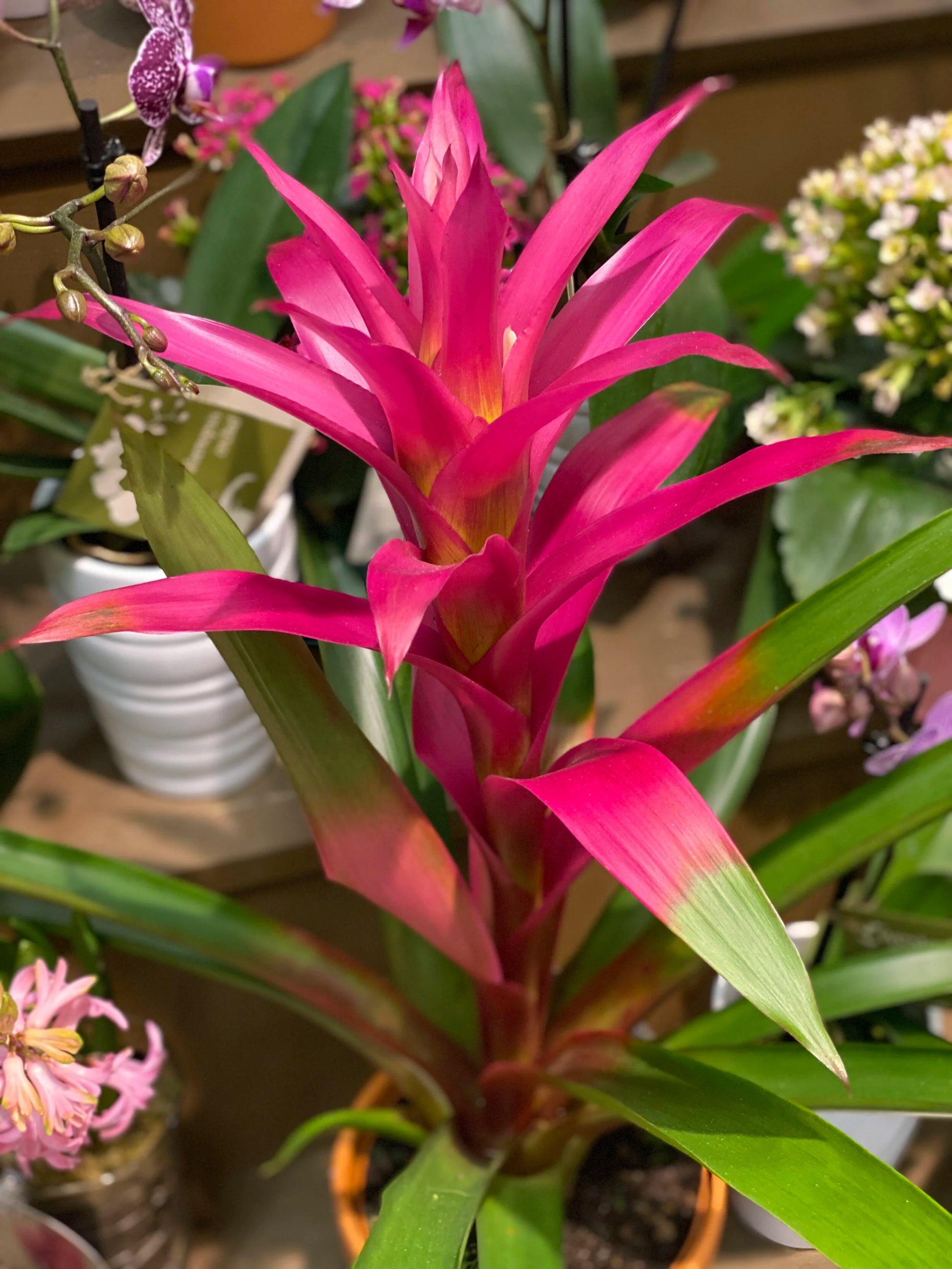 Gemischt Bromeliad Blumensamen zur Aussaat – saisonal Dauerblüher – Traditionssorte & ohne Gentechnik Samen Hausgarten