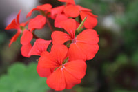 Rot Geranie Breakaway Blumensamen für eine farbenfrohe Aussaat
