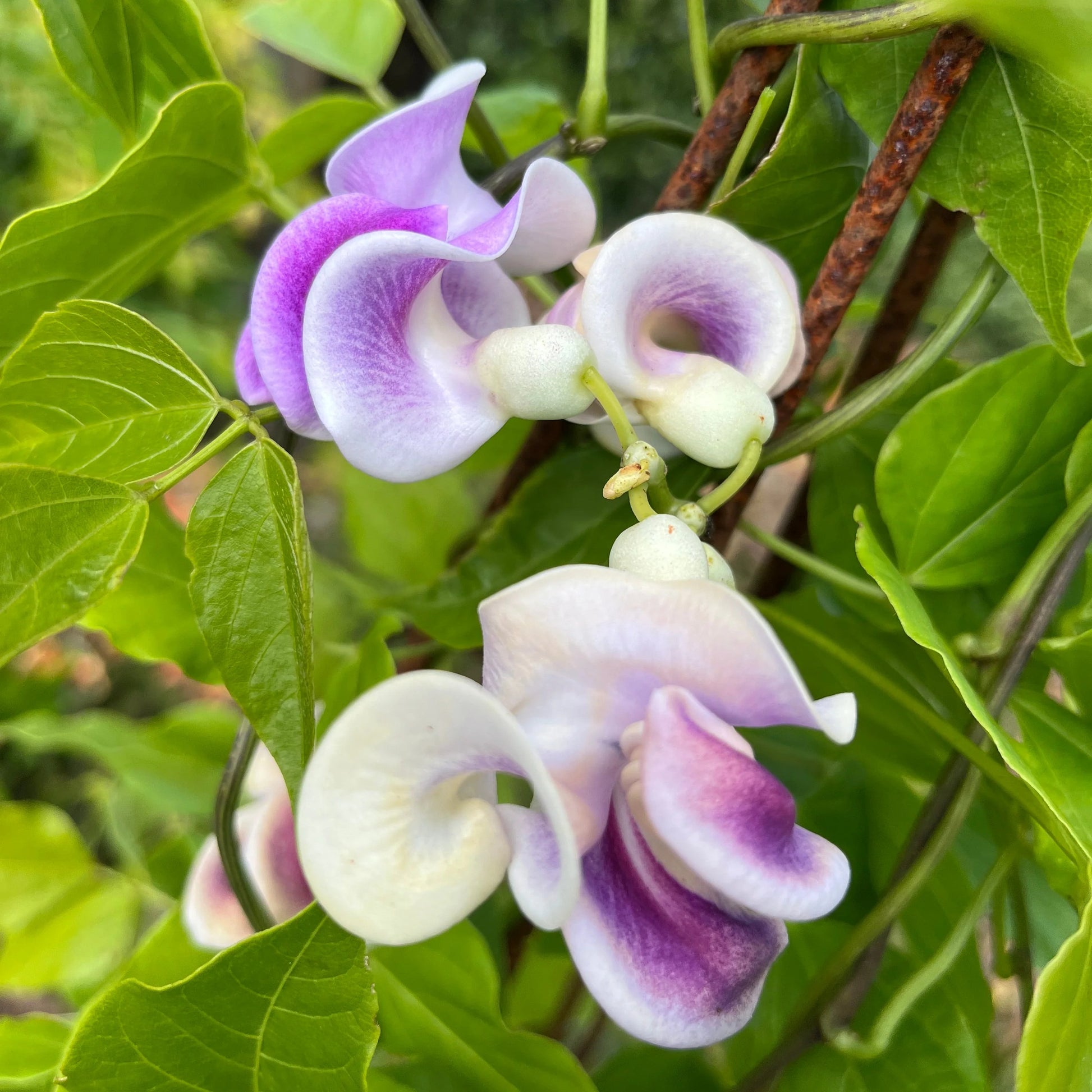 Vigna Caracalla Blumensamen zur Aussaat