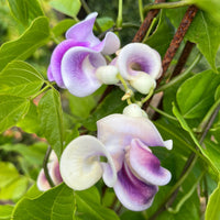 Vigna Caracalla Blumensamen zur Aussaat