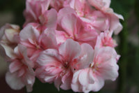 Rosa Geranie mehrjährig Blumensamen zur Aussaat Wildblume Mischung Traditionssorte & ohne Gentechnik Samen Hausgarten