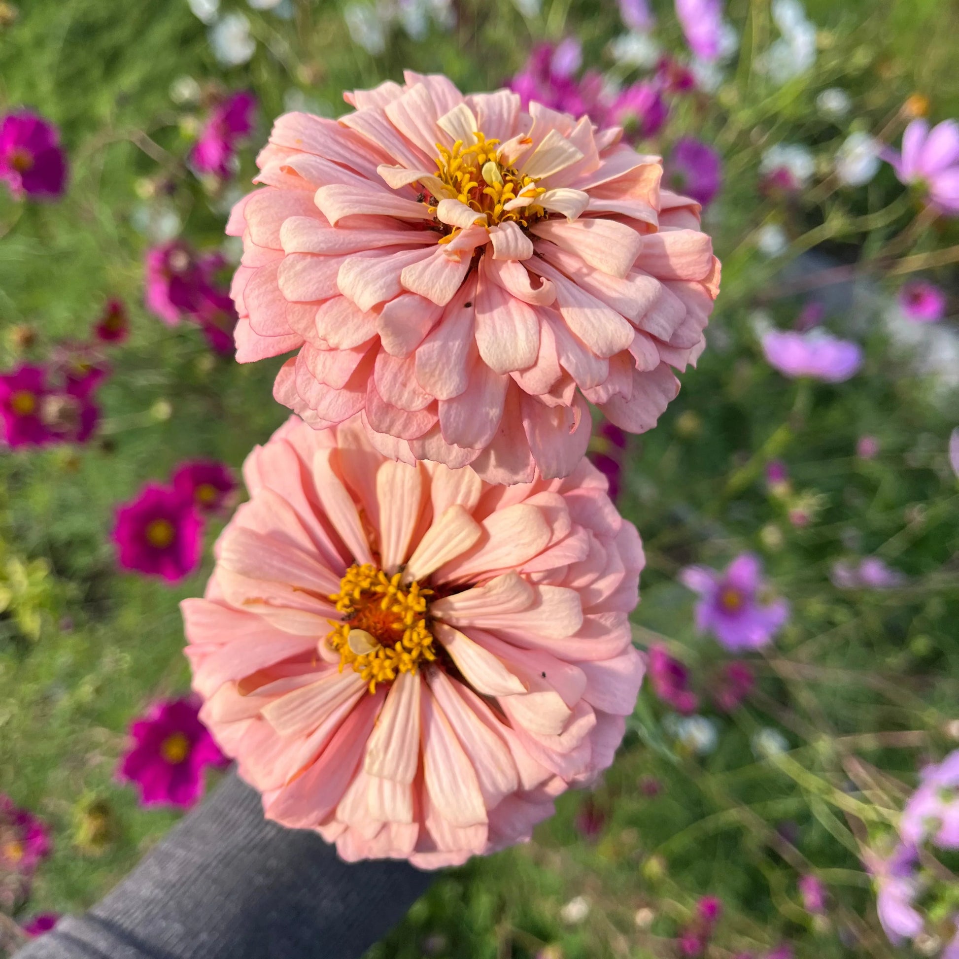 Pastel Mischung Zinnie Blumensamen zur Aussaat lang Blüte Saison Traditionssorte & ohne Gentechnik Samen Hausgarten