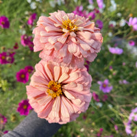 Pastel Mischung Zinnie Blumensamen zur Aussaat lang Blüte Saison Traditionssorte & ohne Gentechnik Samen Hausgarten