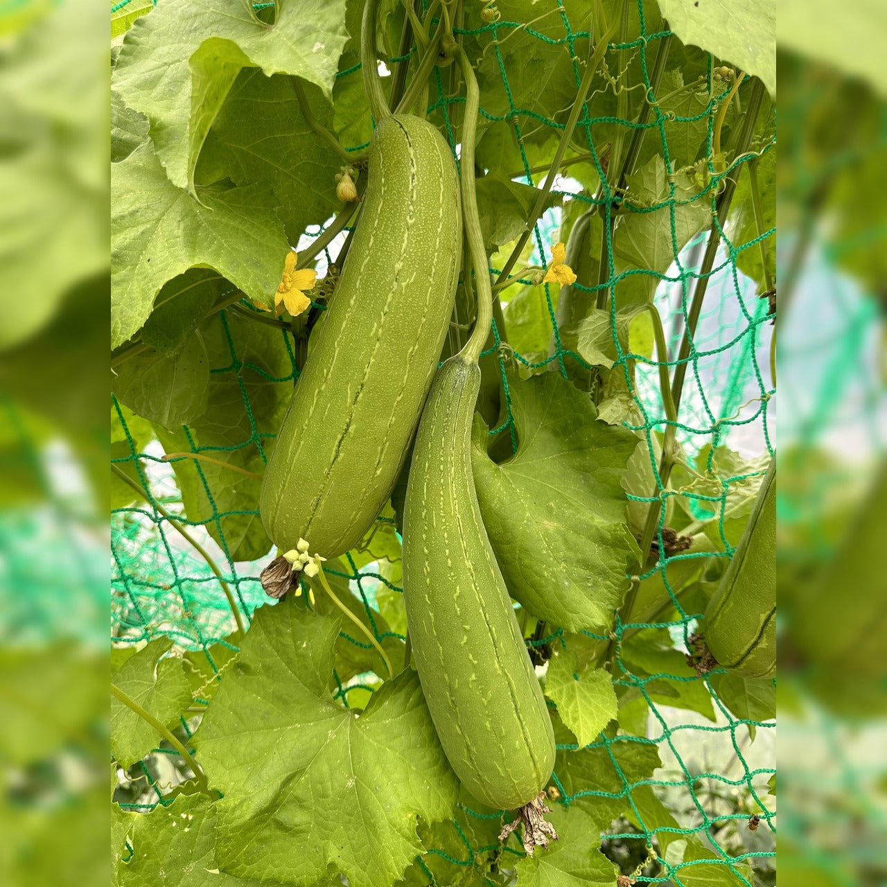 Green Luffa Sponge Gemüse Samen zum Pflanzen