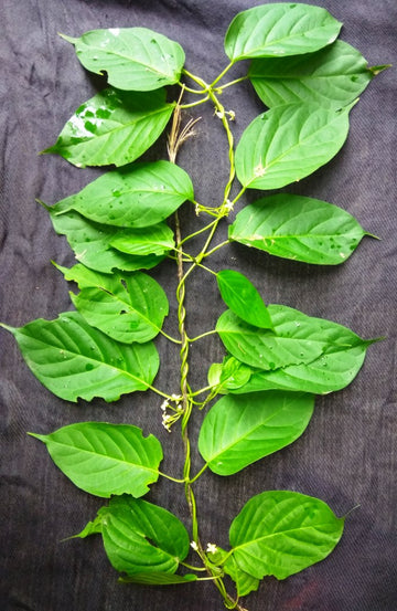 Gymnema inodorum blume samen for anpflanzung fragrant blossoms heirloom & gmo free samen for home garten 
 
 sale for anpflanzung in home garten