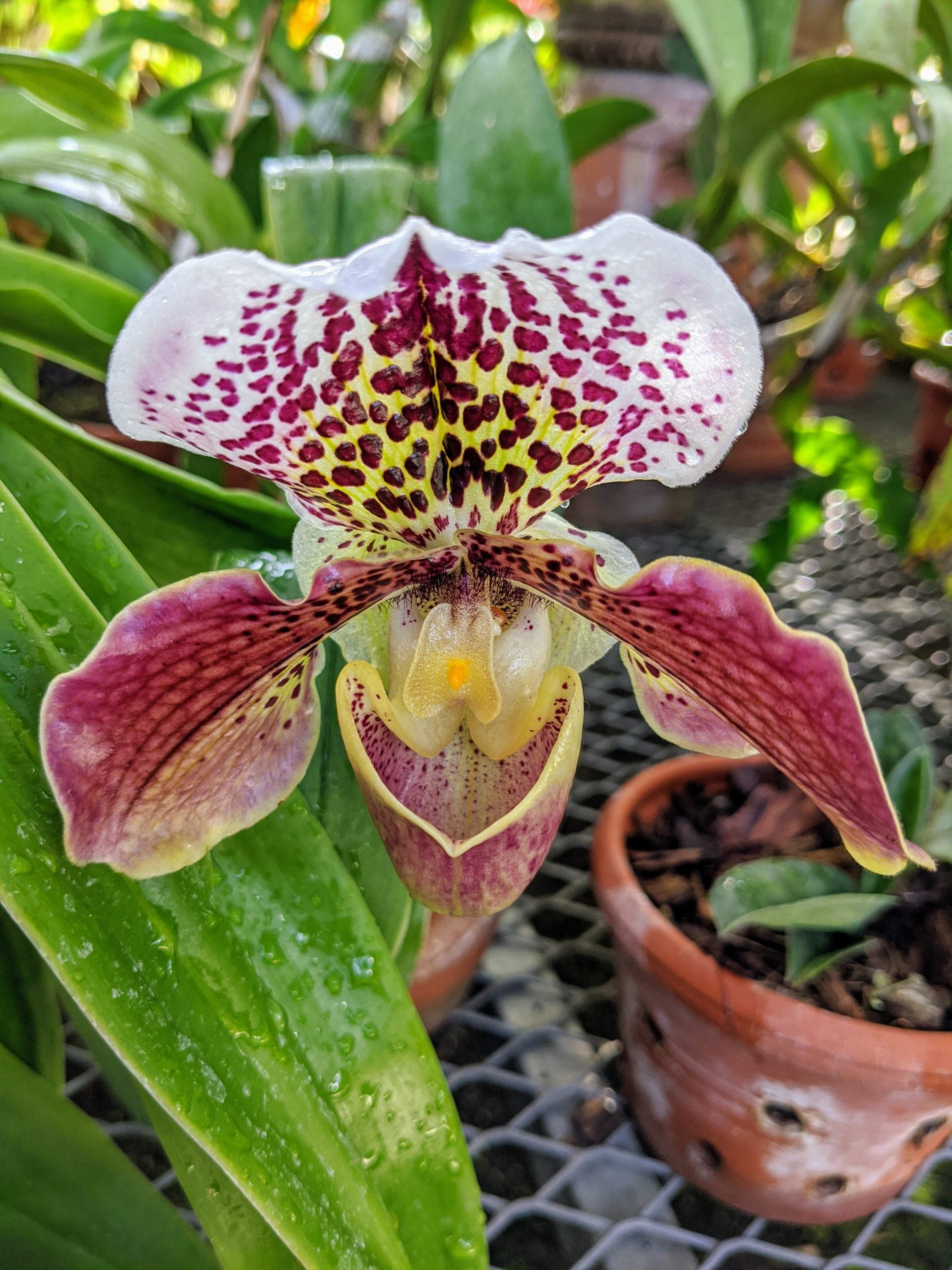 Schmetterling Orchidee Blumensamen zur Aussaat – Schnitt Blume beliebt – Traditionssorte & ohne Gentechnik Samen Hausgarten