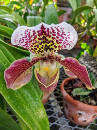 Schmetterling Orchidee Blumensamen zur Aussaat – Schnitt Blume beliebt – Traditionssorte & ohne Gentechnik Samen Hausgarten