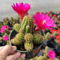 Rosa Echinopsis Tubiflora Blumensamen zur Aussaat kompakt Wuchs Traditionssorte & ohne Gentechnik Samen Hausgarten