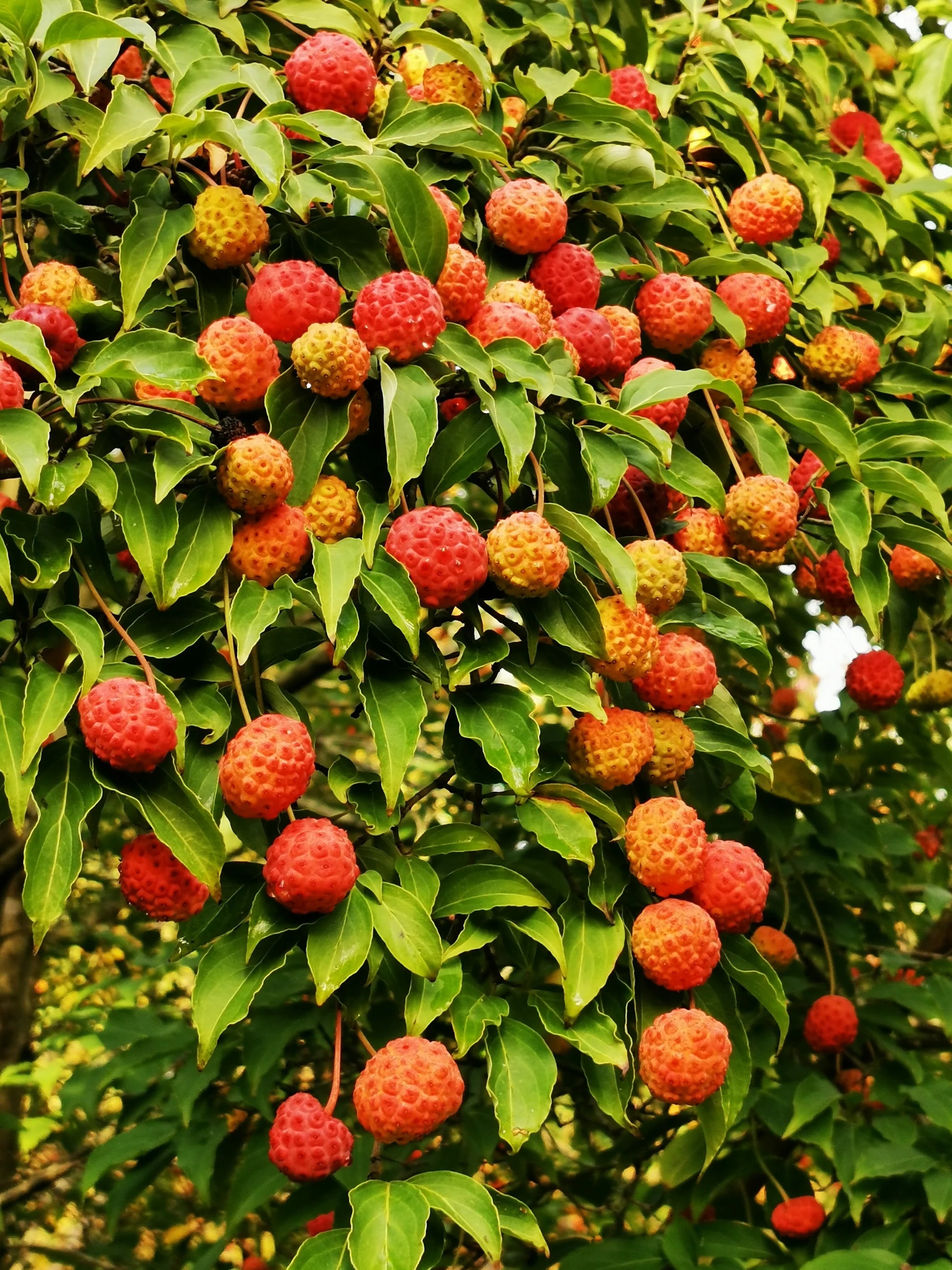 Rosa Rote Cornus-Capitata Samen für einfaches Anpflanzen