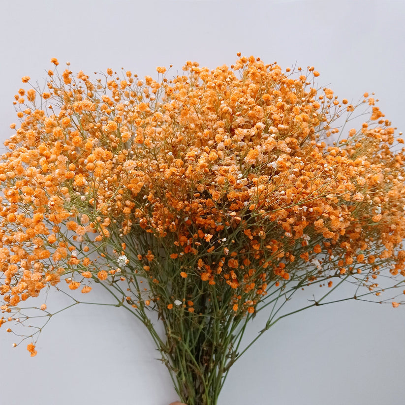 Gypsophila blume samen for anpflanzung - shade tolerant, heirloom & gmo free samen for home garten
 
 sale for anpflanzung in home garten