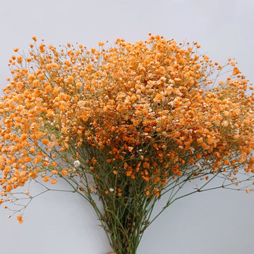 Gypsophila blume samen for anpflanzung - shade tolerant, heirloom & gmo free samen for home garten
 
 sale for anpflanzung in home garten