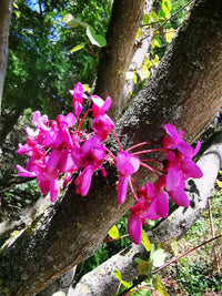 Rosa Cercis Siliquastrum Blumensamen zur Aussaat leuchtend Blüten Traditionssorte & ohne Gentechnik Samen Hausgarten