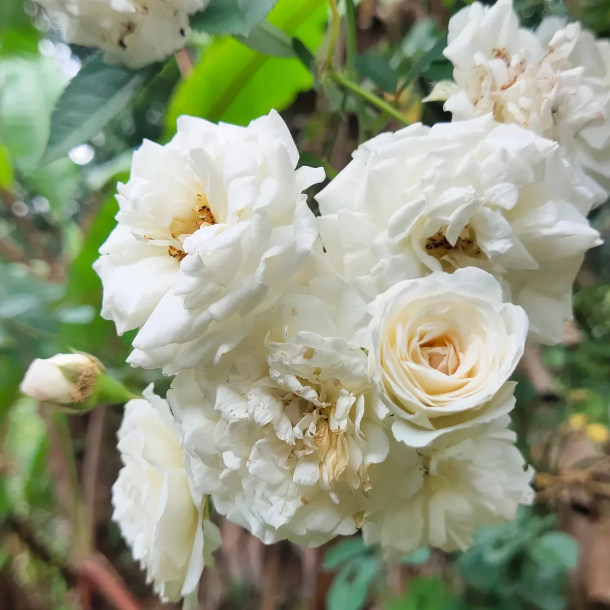 Weiß climbing rose blume samen for anpflanzung - wildflower mix, heirloom & gmo free samen for home garten
 
 sale samen for home garten