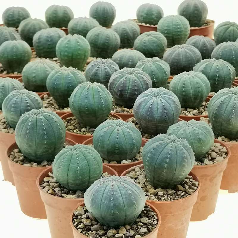 Grün Euphorbia Obesa Blumensamen zur Aussaat – ideal Rabatten – Traditionssorte & ohne Gentechnik Samen Hausgarten