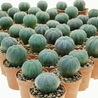 Grün Euphorbia Obesa Blumensamen zur Aussaat – ideal Rabatten – Traditionssorte & ohne Gentechnik Samen Hausgarten