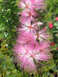 Calliandra Blumensamen zur Aussaat Garten beliebt Traditionssorte & ohne Gentechnik Samen Hausgarten