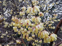 Chimonanthus Wintersweet Blumensamen zur Aussaat Halbschatten verträglich Traditionssorte & ohne Gentechnik Samen Hausgarten