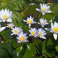 hängend Blau Micrantha Samen – ideal zur Aussaat