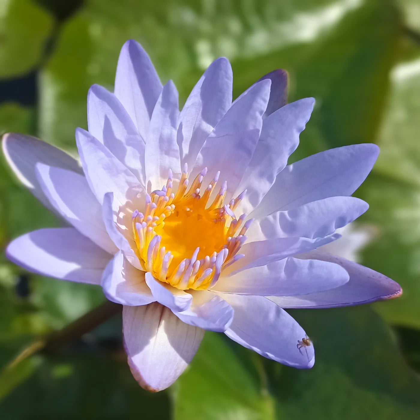 hängend Blau Micrantha Samen – ideal zur Aussaat