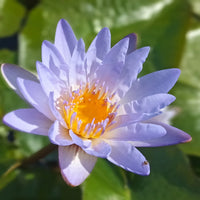 hängend Blau Micrantha Samen – ideal zur Aussaat