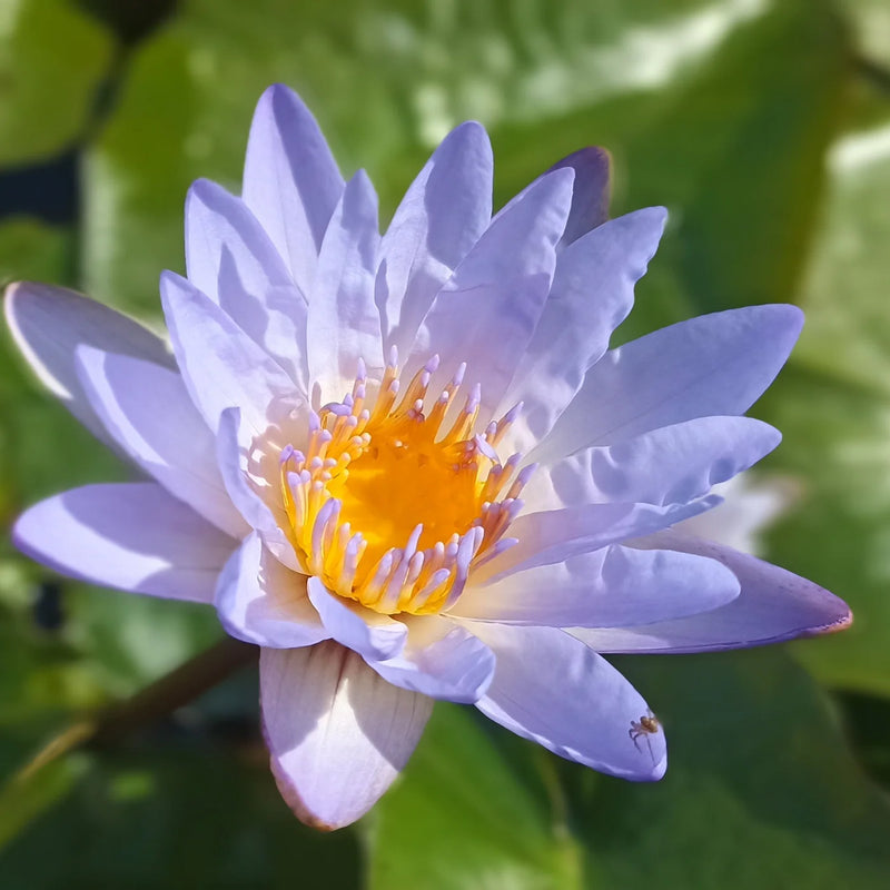 hängend Blau Micrantha Samen – ideal zur Aussaat
