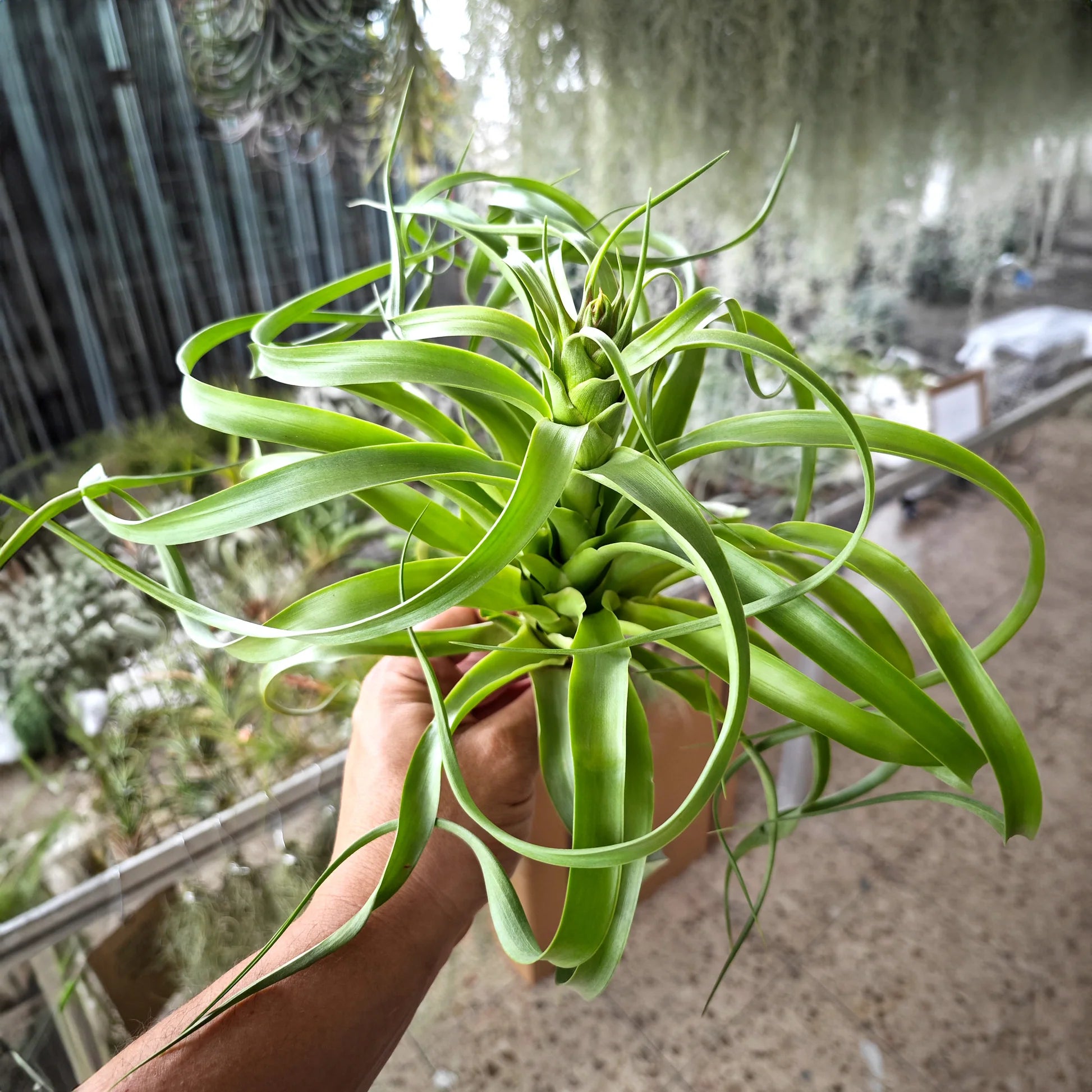 Grün Tillandsia Streptophylla Blumensamen zur Aussaat Landhaus Garten wichtig Traditionssorte & ohne Gentechnik Samen Hausgarten