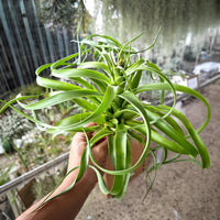 Grün Tillandsia Streptophylla Blumensamen zur Aussaat Landhaus Garten wichtig Traditionssorte & ohne Gentechnik Samen Hausgarten