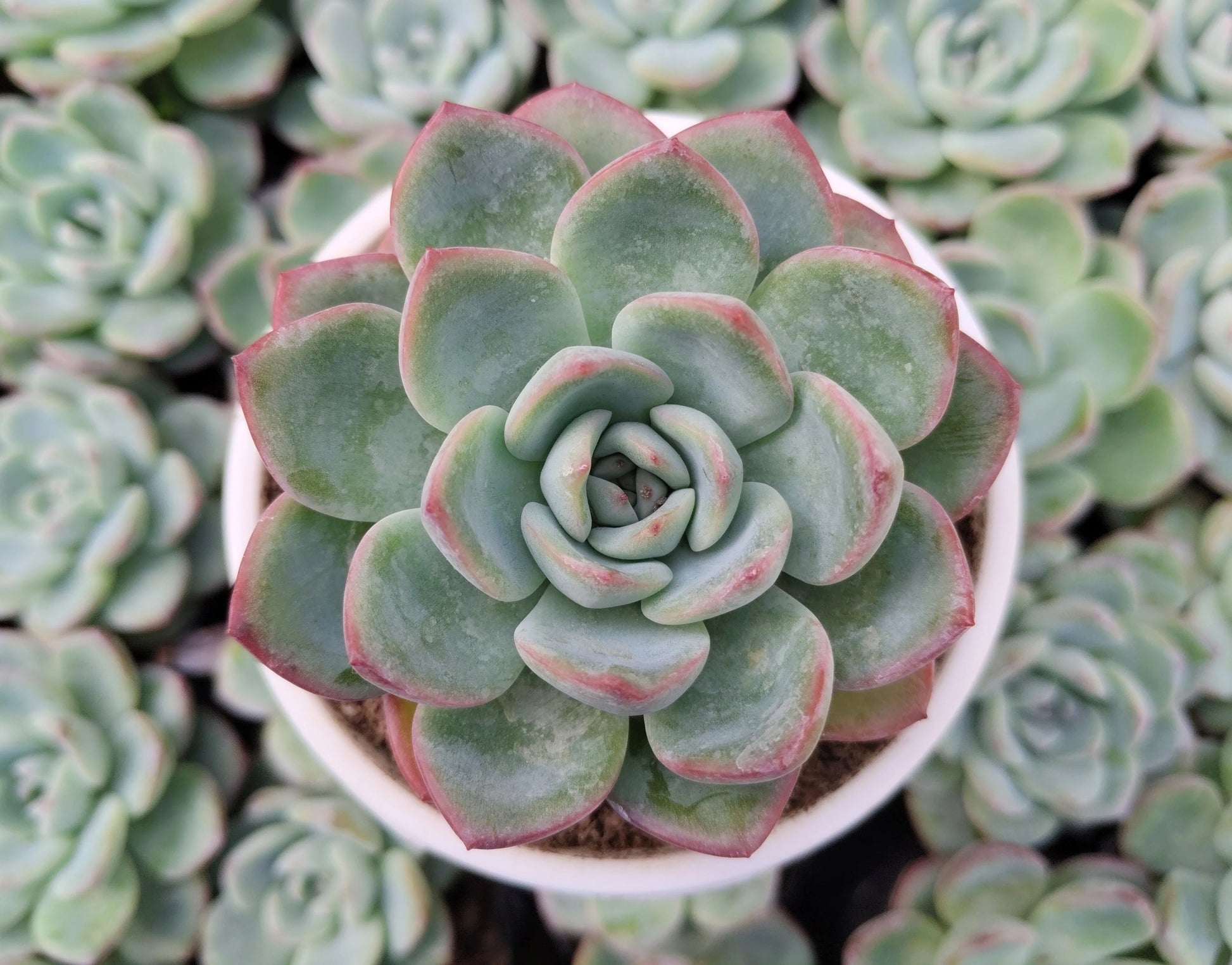 Gemischt Echeveria Succulent Blumensamen zur Aussaat Halbschatten verträglich Traditionssorte & ohne Gentechnik Samen Hausgarten