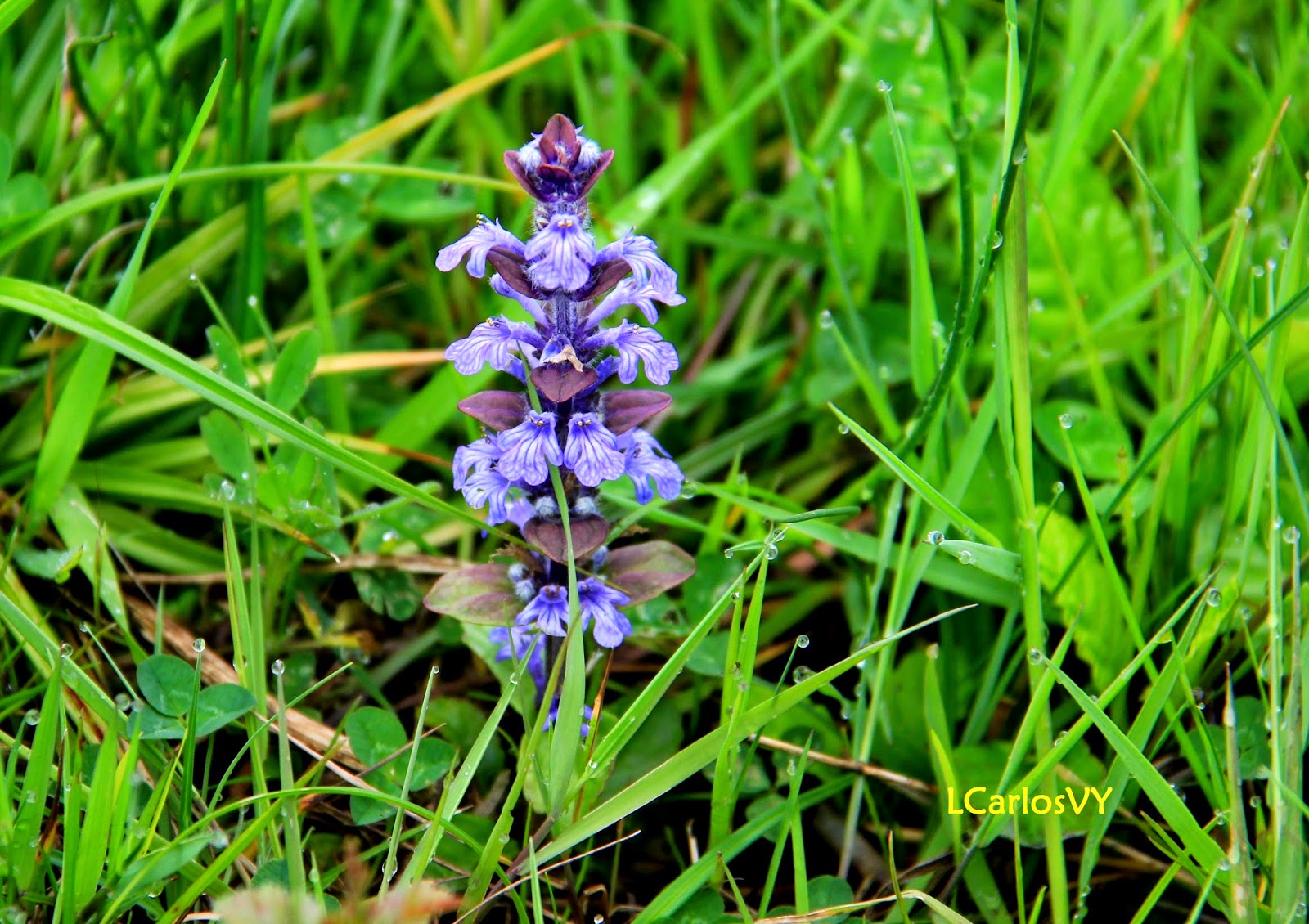 Blau Bugle Blume Samen zur Aussaat farbenfroh Landscapes