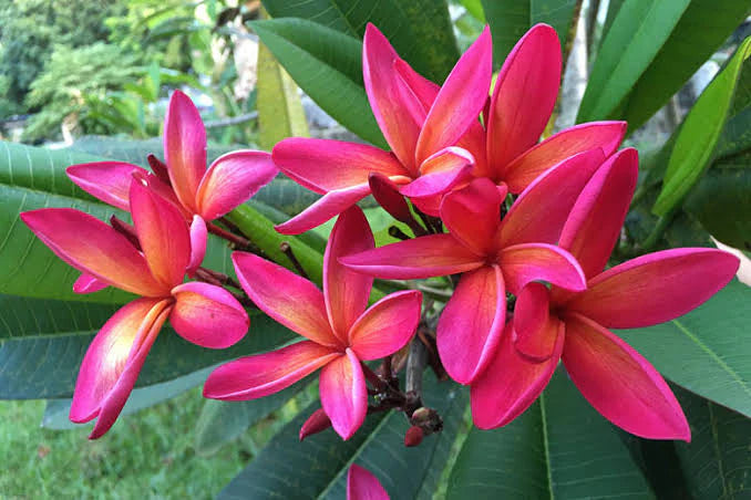 Rubra Blumensamen zur Aussaat – hochwertige Qualitäts- – Traditionssorte & ohne Gentechnik Samen Hausgarten