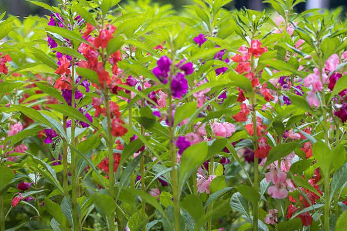 Impatiens Balsamine Blumensamen zur Aussaat leuchtend Traditionssorte & ohne Gentechnik Samen Hausgarten