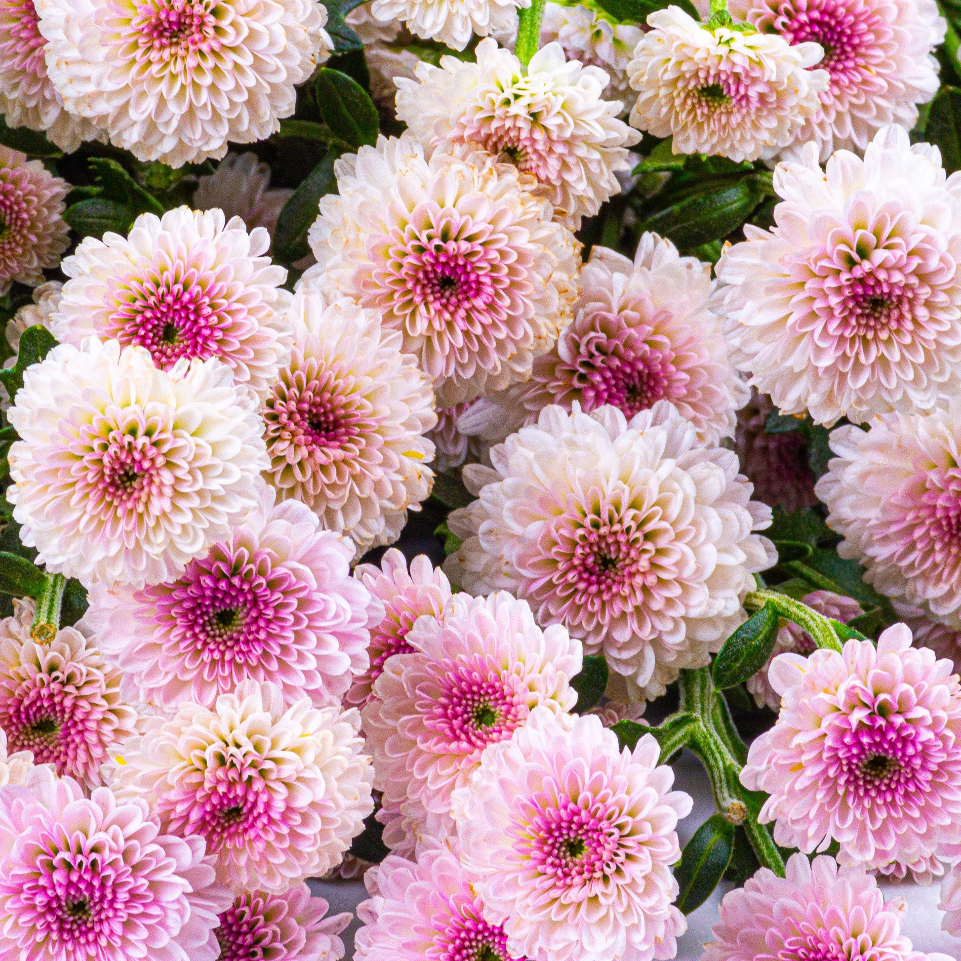 Weiß Rosa Chrysantheme Blumensamen zur Aussaat – leuchtend Blüten – Traditionssorte & ohne Gentechnik Samen Hausgarten