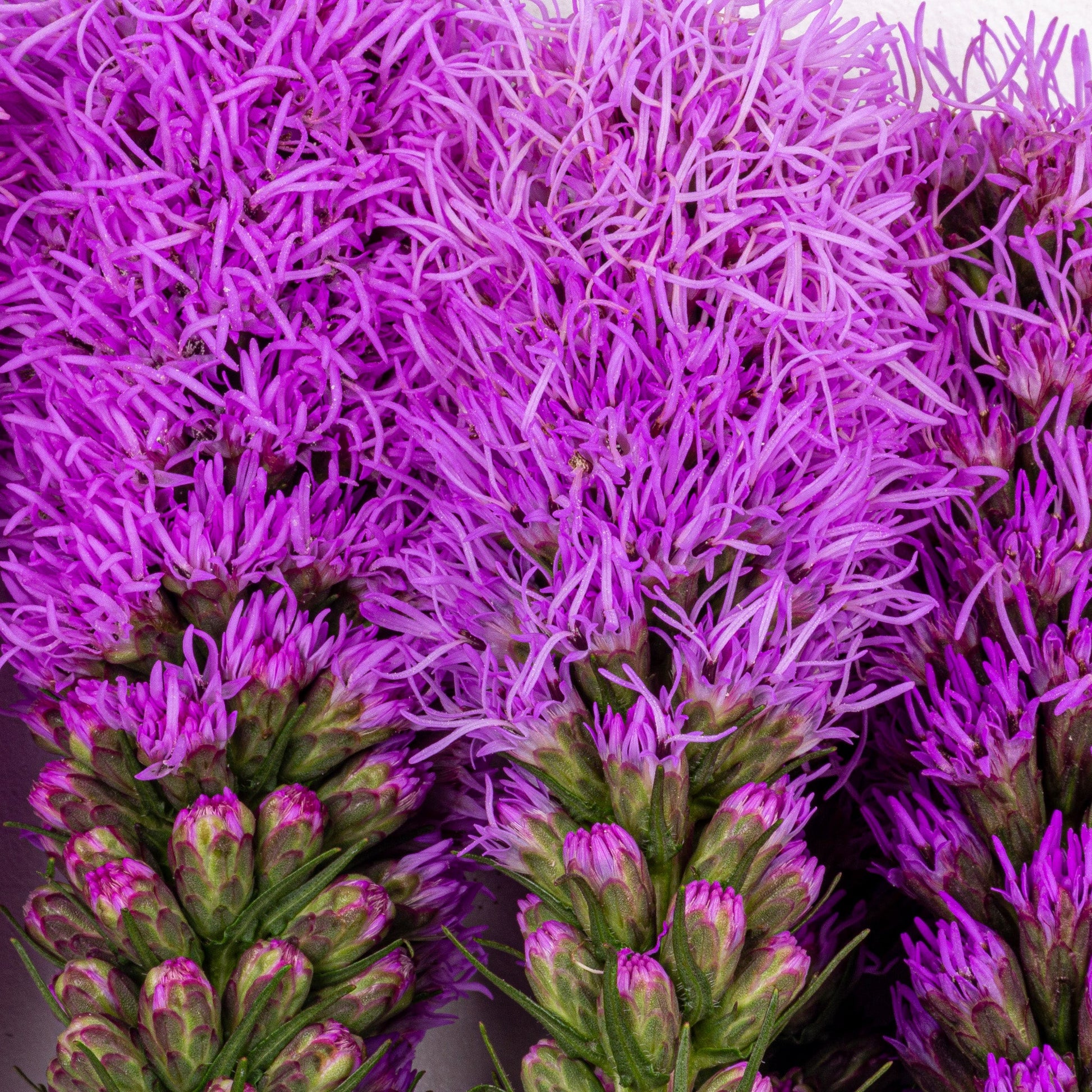 Rosa Liatris Spicata Blumensamen zur Aussaat – ideal Rabatten – Traditionssorte & ohne Gentechnik Samen Hausgarten